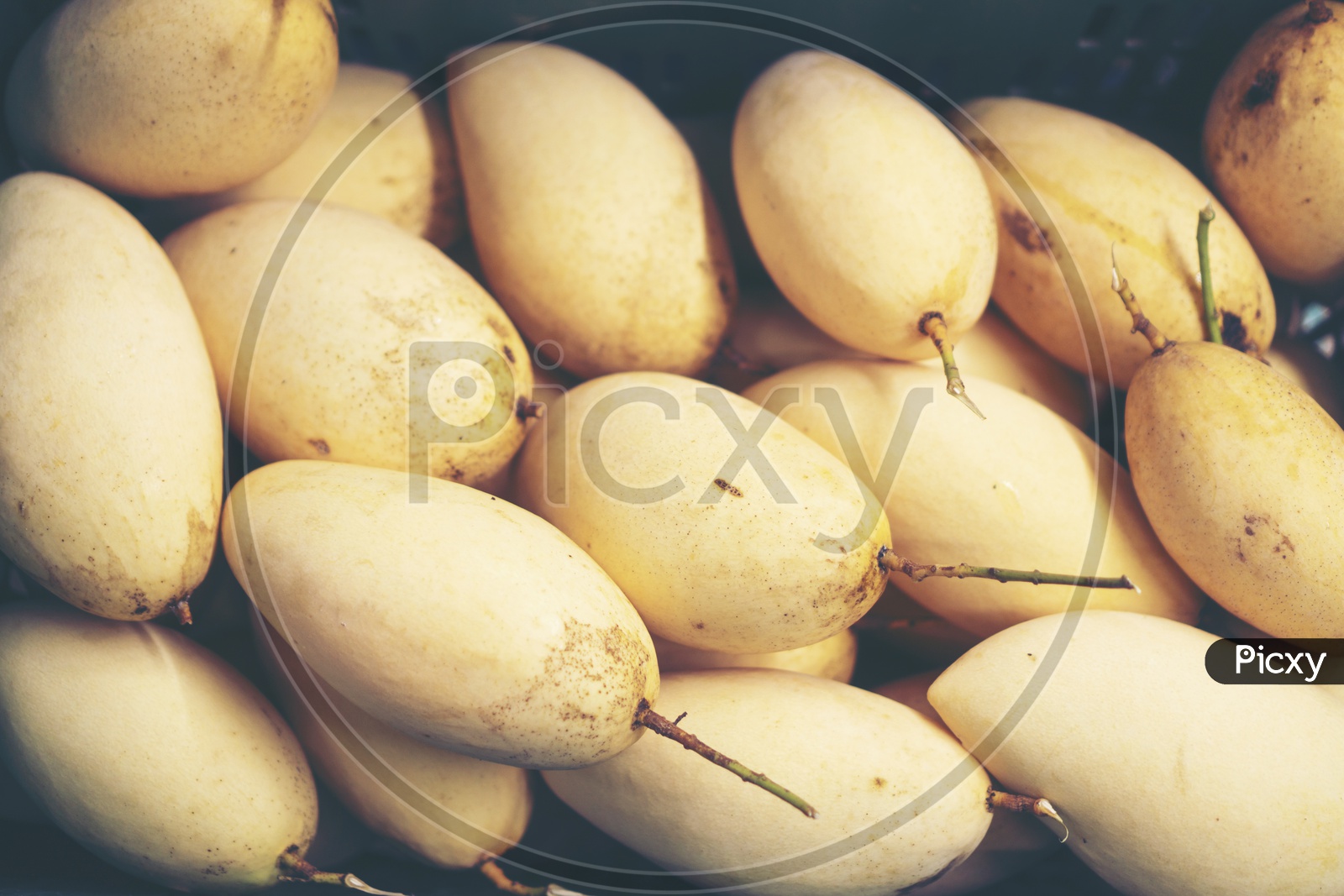 Fresh Mangoes Yield  Closeup