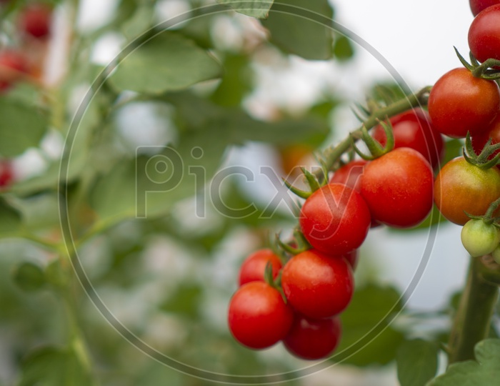 Tomatoes Farming Using Technology In Green Houses