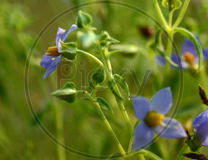 Purple violet flowers with grass on blurry green background