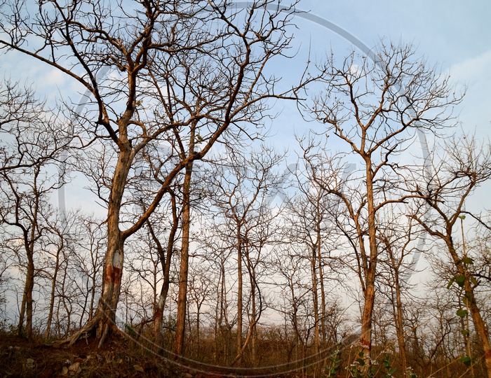 Leaf Less Trees In Forests  With Sky In Background