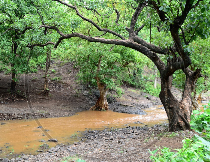 Flood water flow amidst the trees