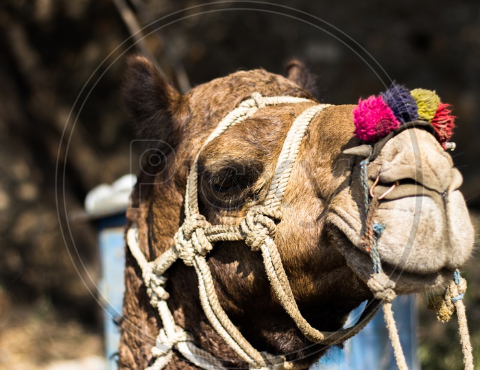 Traditional decorated Camel