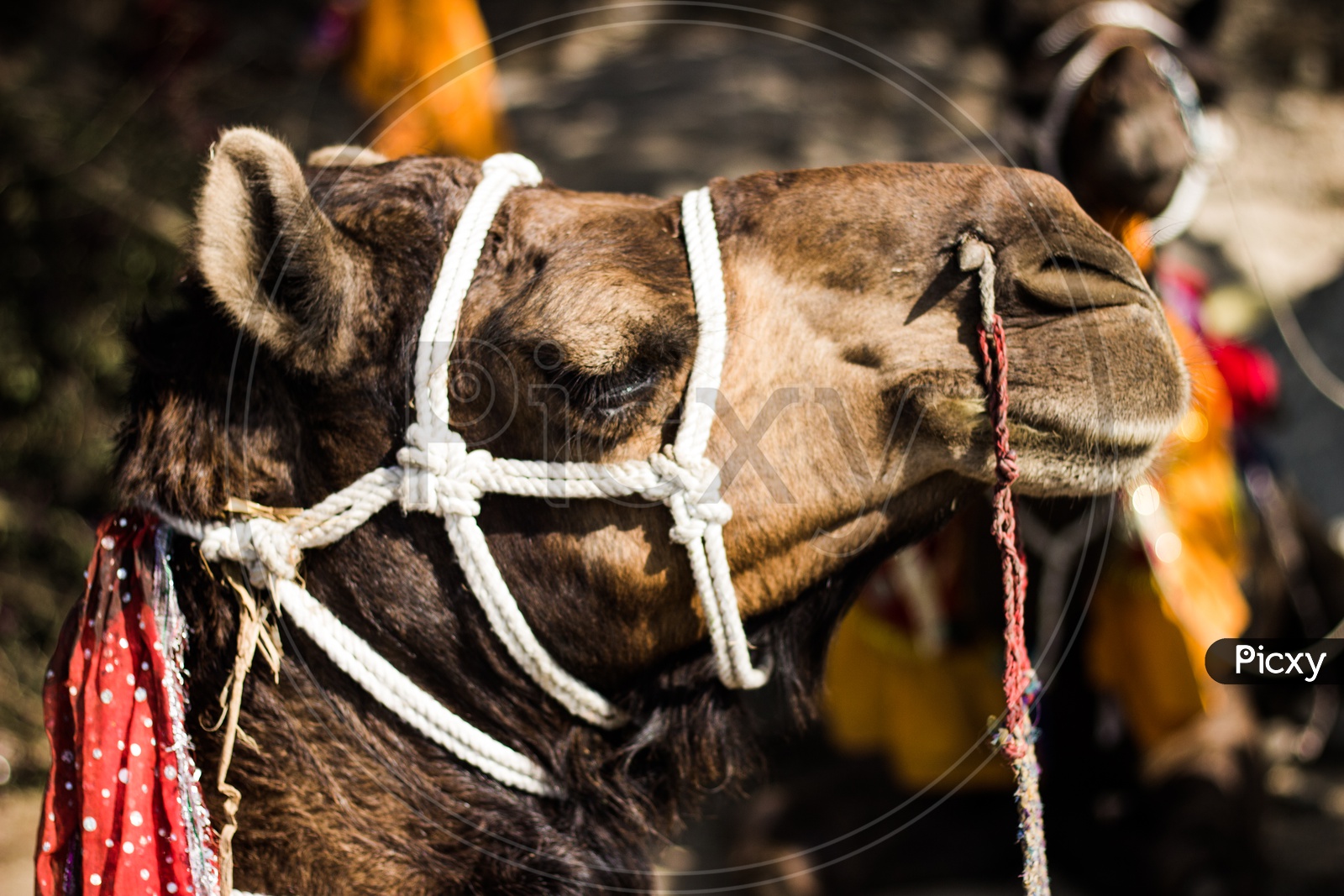 Camel in Udaipur