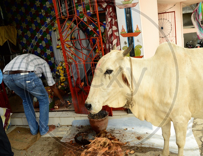 Sacred cow alongside the temple