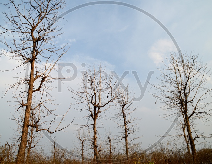 Leaf Less Trees In Forests  With Sky In Background