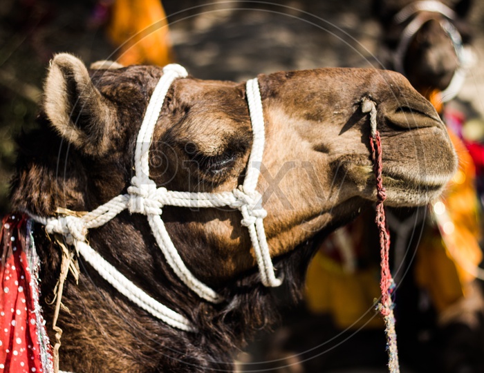 Camel in Udaipur