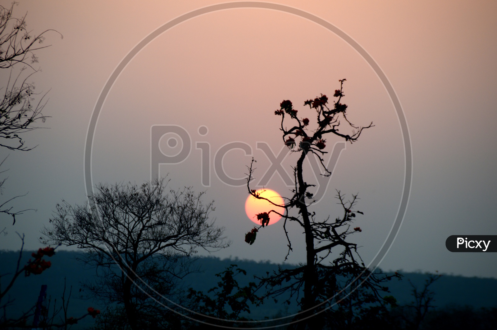 Silhouette  Of Plants And  Leafs Over a Sunset Background