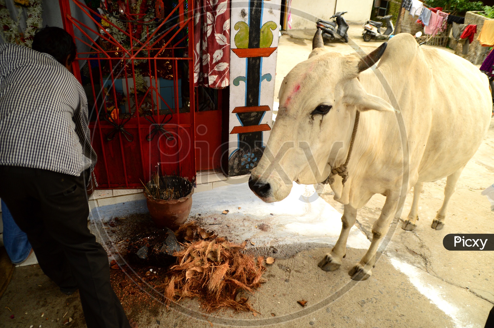 A Sacred cow alongside the temple