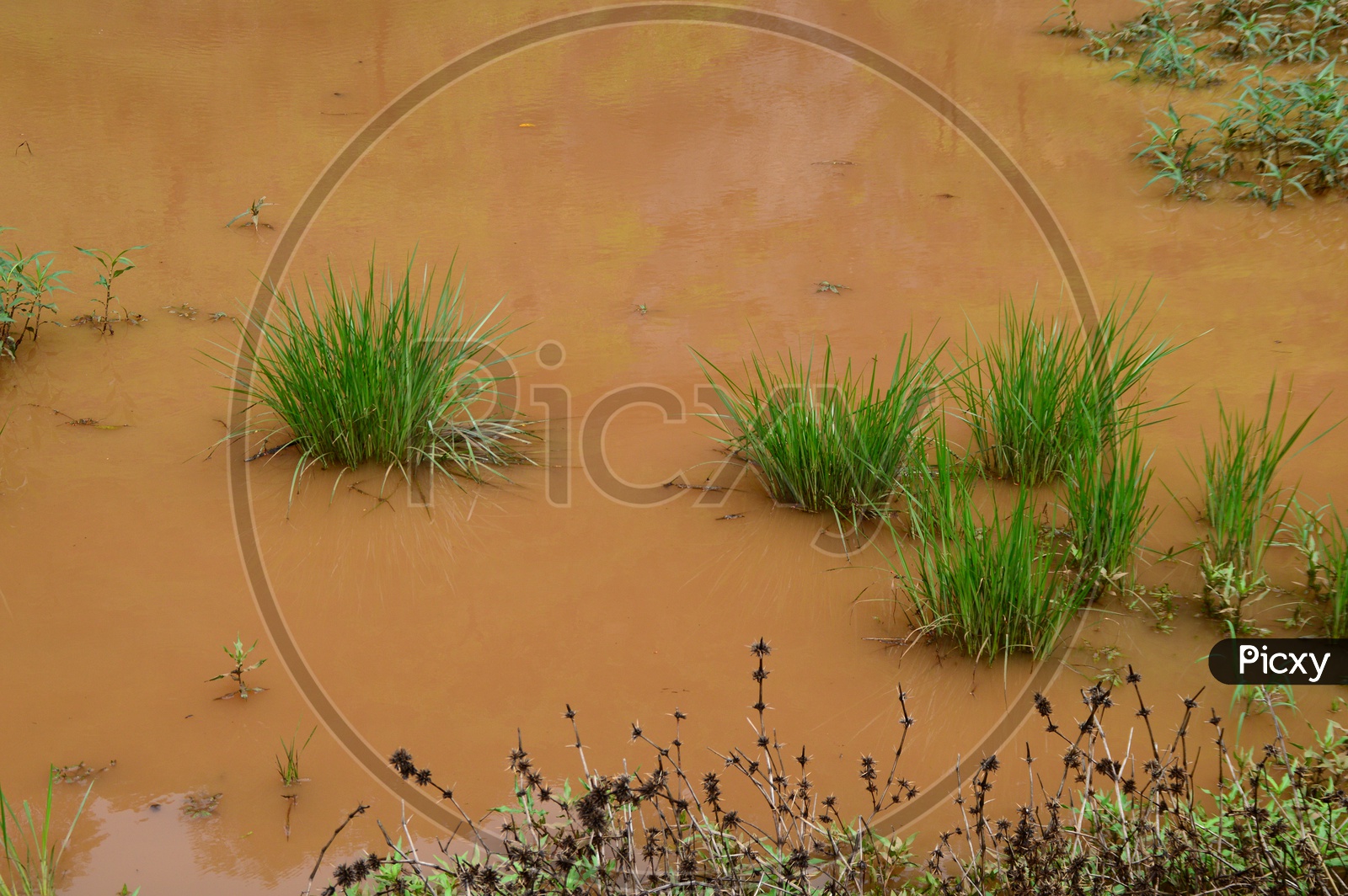 Stagnant flood water with grass