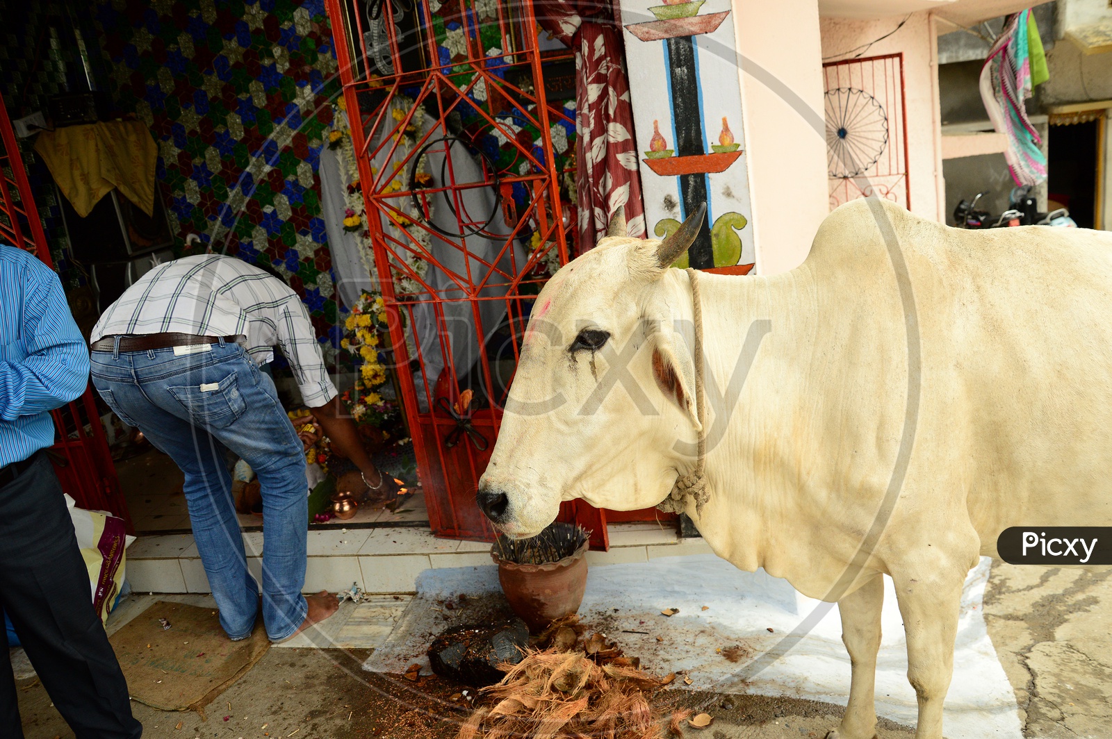 Sacred cow alongside the temple