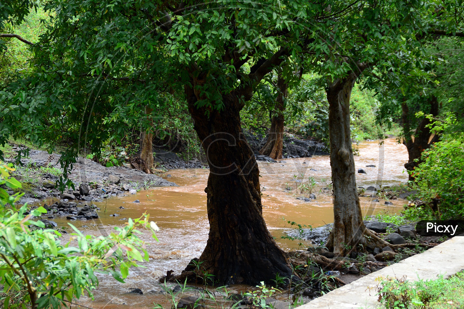 Flood water flow alongside the trees