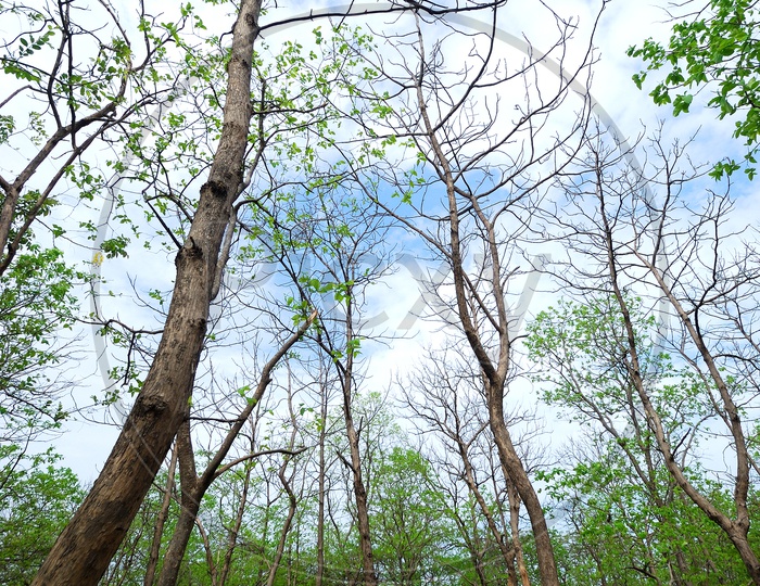 Trees In Forest With Sky In Background