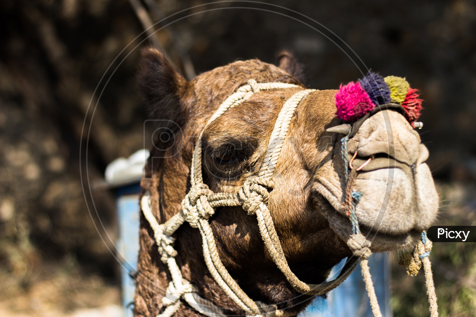 Traditional decorated Camel
