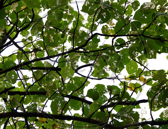 Tree leaves deciduous plague holes