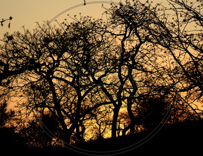Silhouette Of Leafless trees Over a Golden Hour Sky In Background