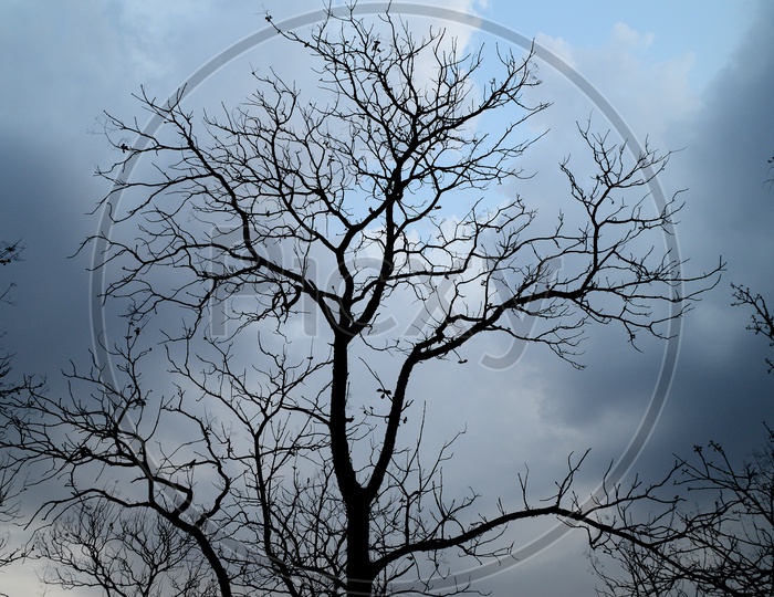 Silhouette Of Leaf Less Trees Over a Sky Background