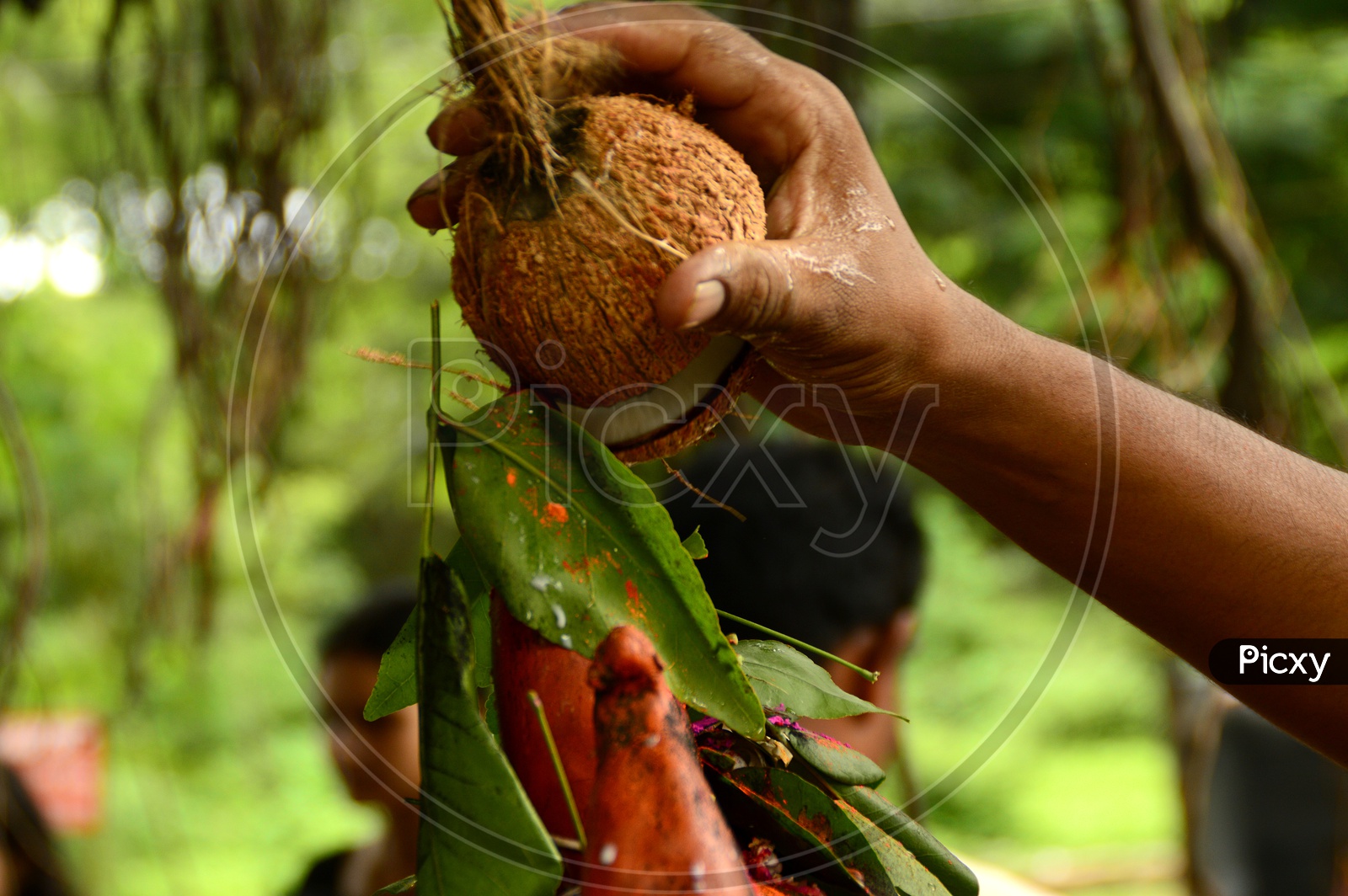 Indian Man offering prayer with coconut