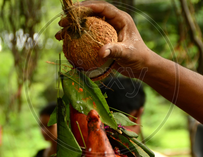 Indian Man offering prayer with coconut