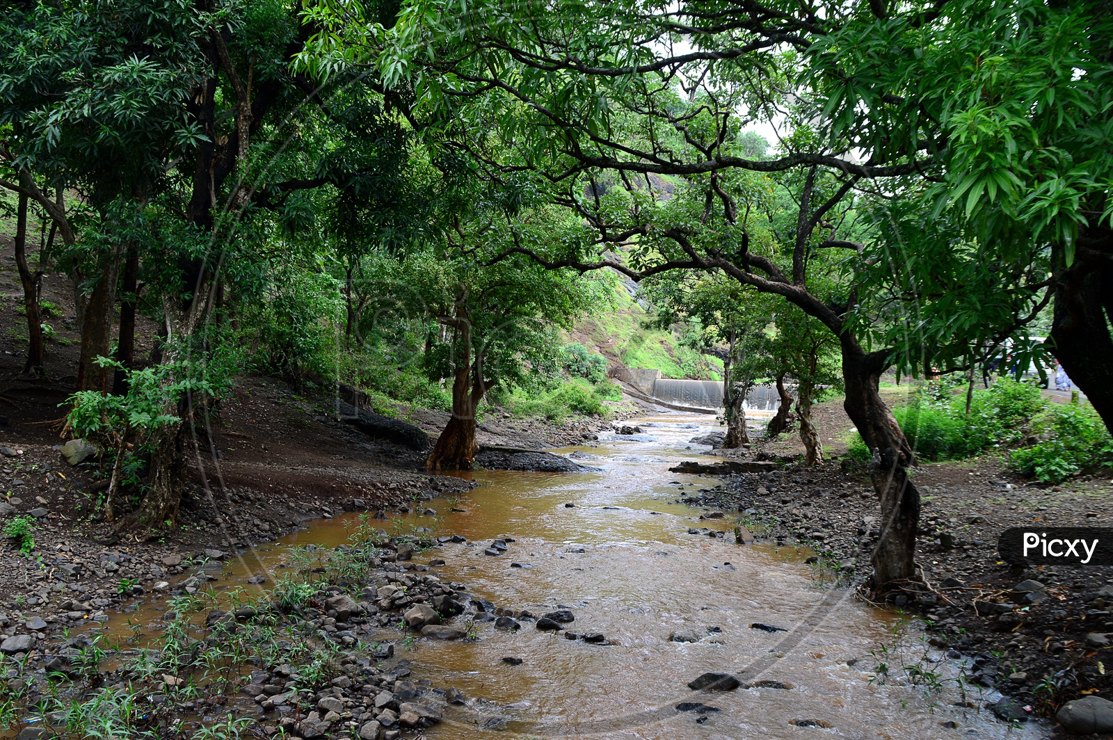 image-of-flood-water-flow-amidst-the-trees-tl724839-picxy