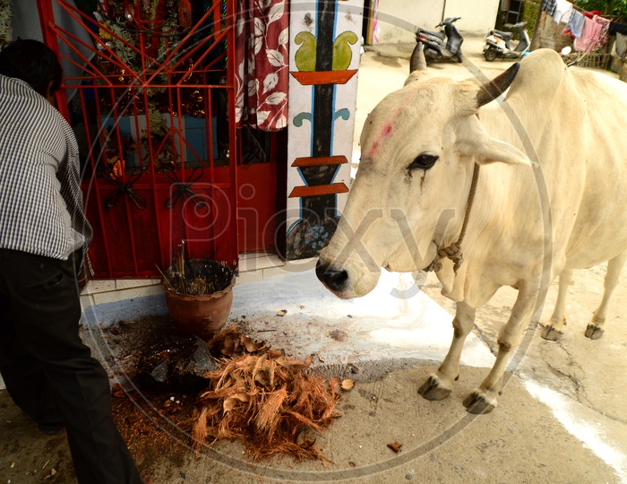 A Sacred cow alongside the temple