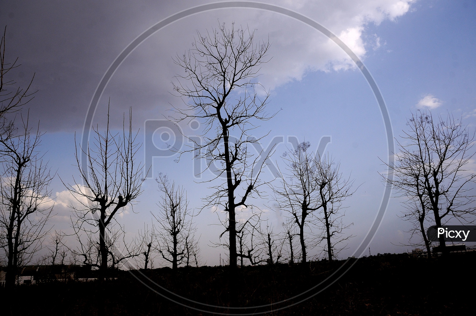Silhouette Of Leaf Less Trees Over a Sky Background