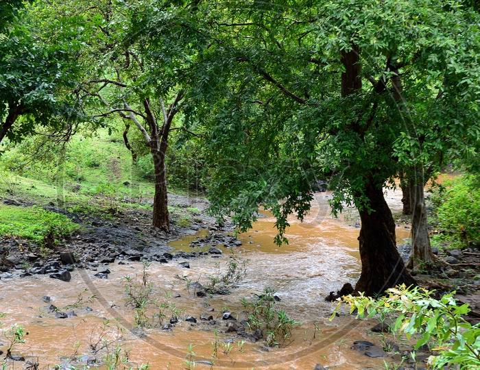 Flood water flow alongside the trees