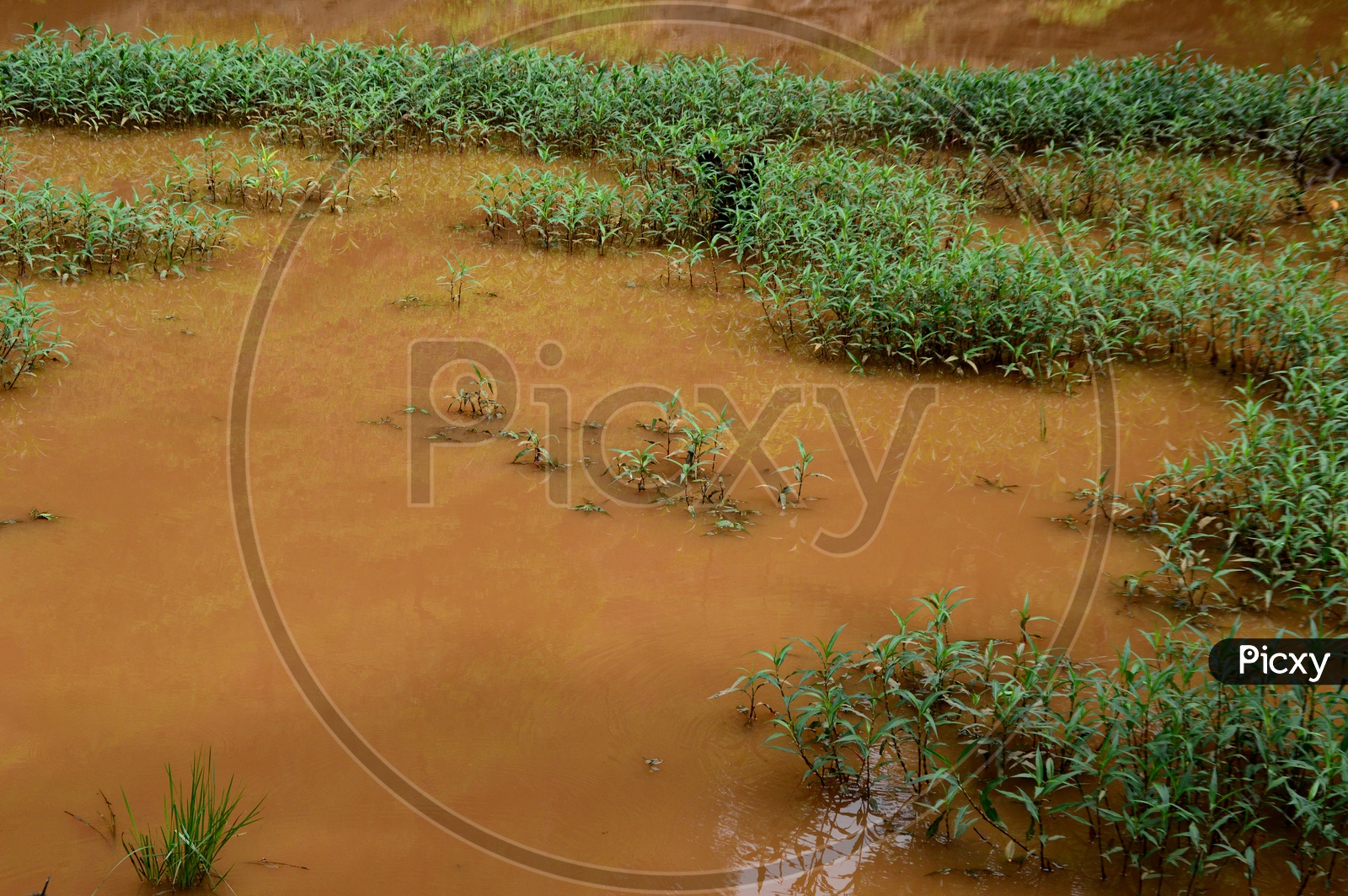 Stagnant flood water with plants