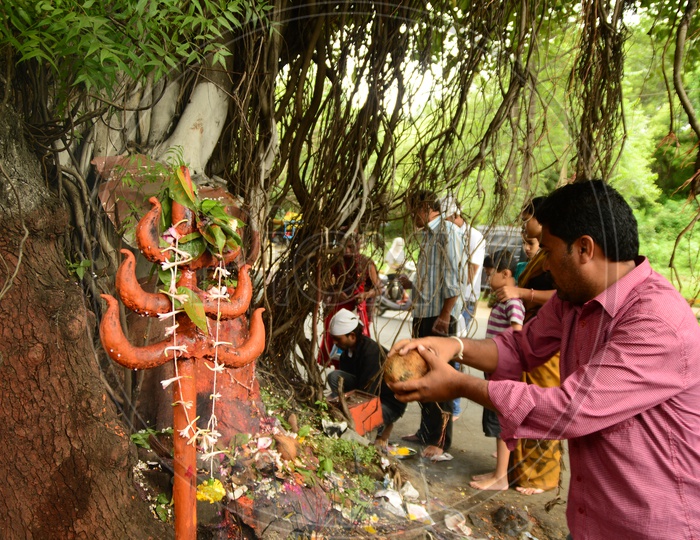 Indian Man offering prayers with coconut to snake god