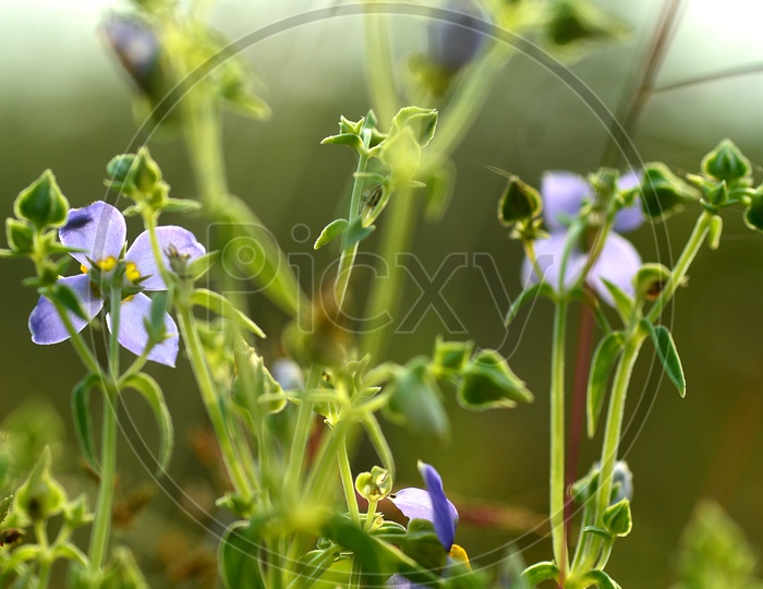 Purple violet flowers with grass on blurry green background