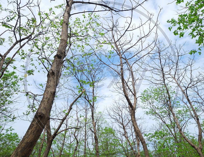 Trees In Forest With Sky In Background