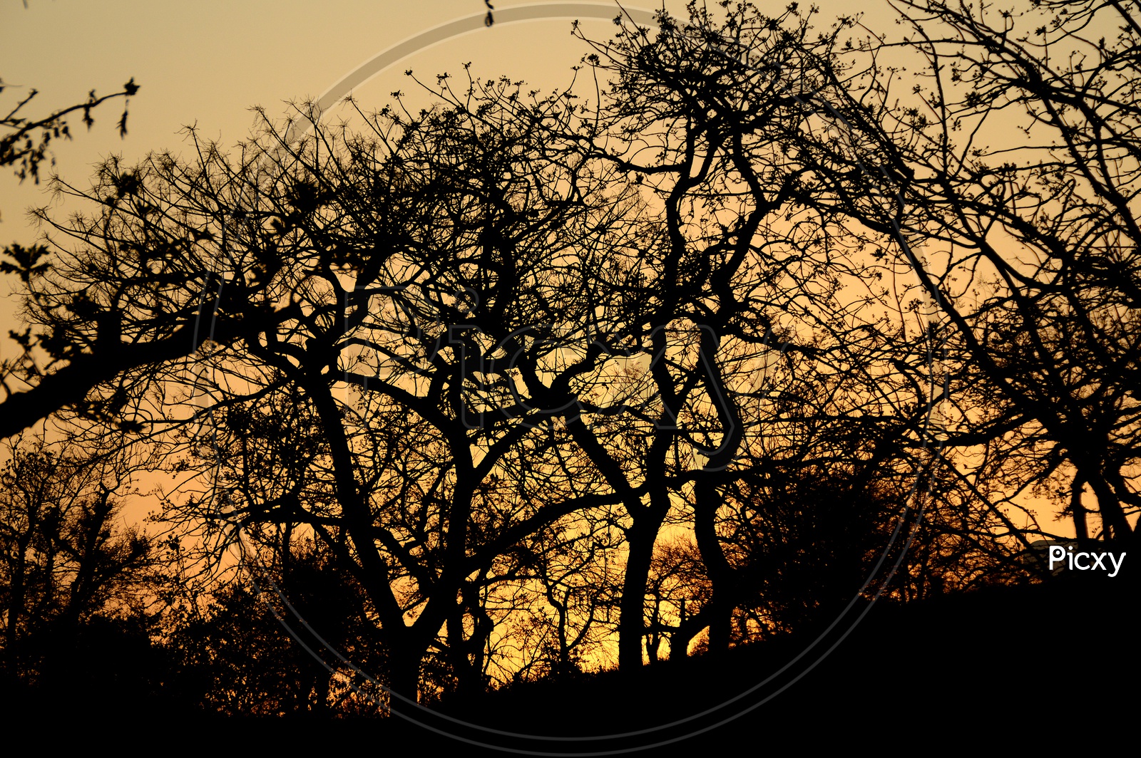 Silhouette Of Leafless trees Over a Golden Hour Sky In Background