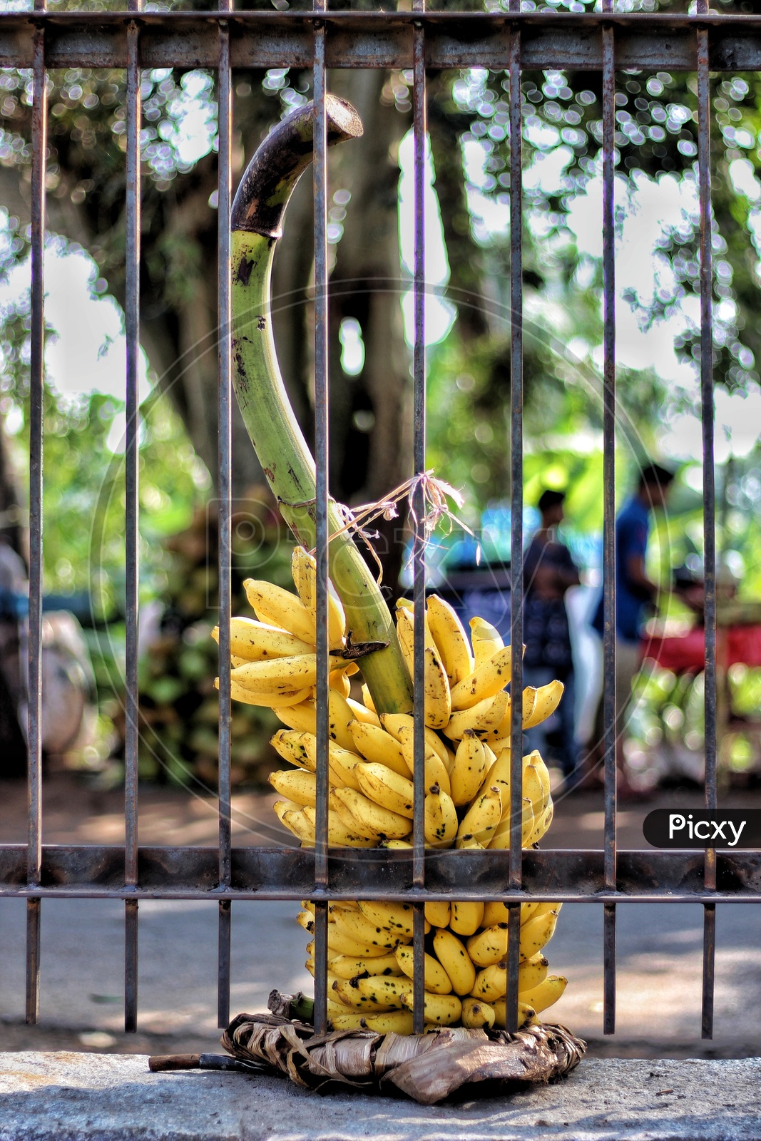 Banana behind bars