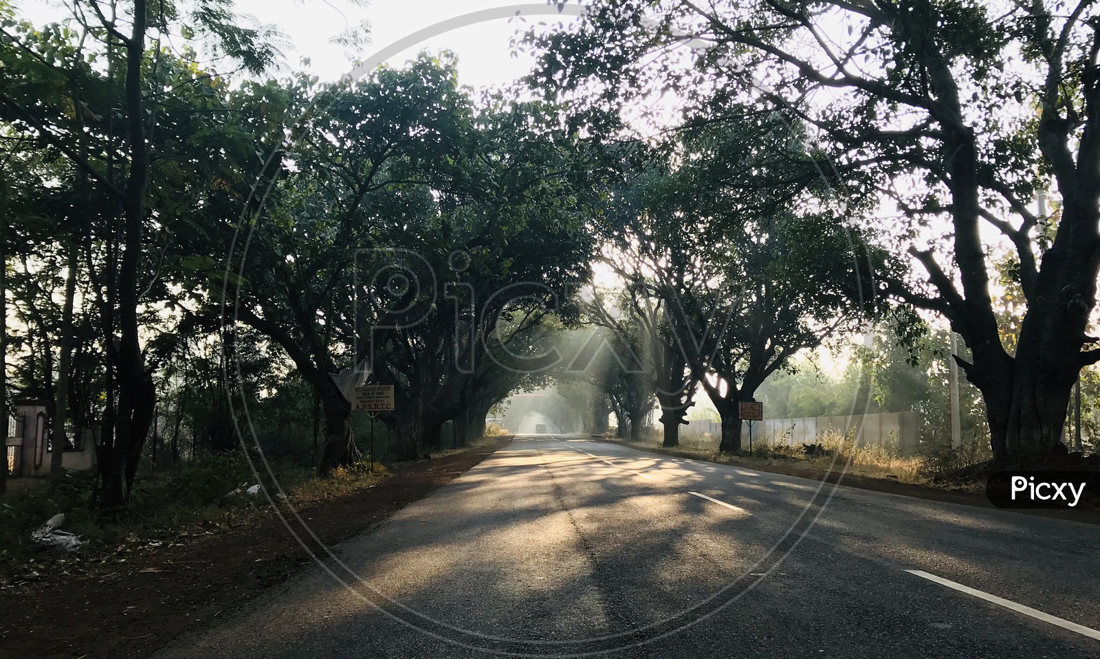 Misty mornings near Ananthagiri Hills