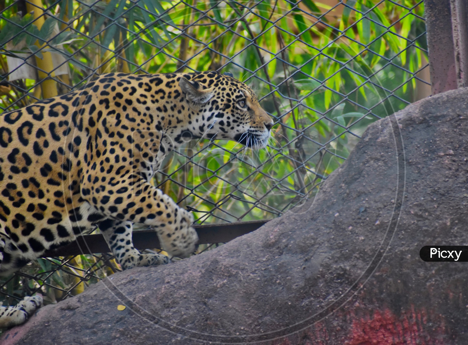 Leopard (wild look)