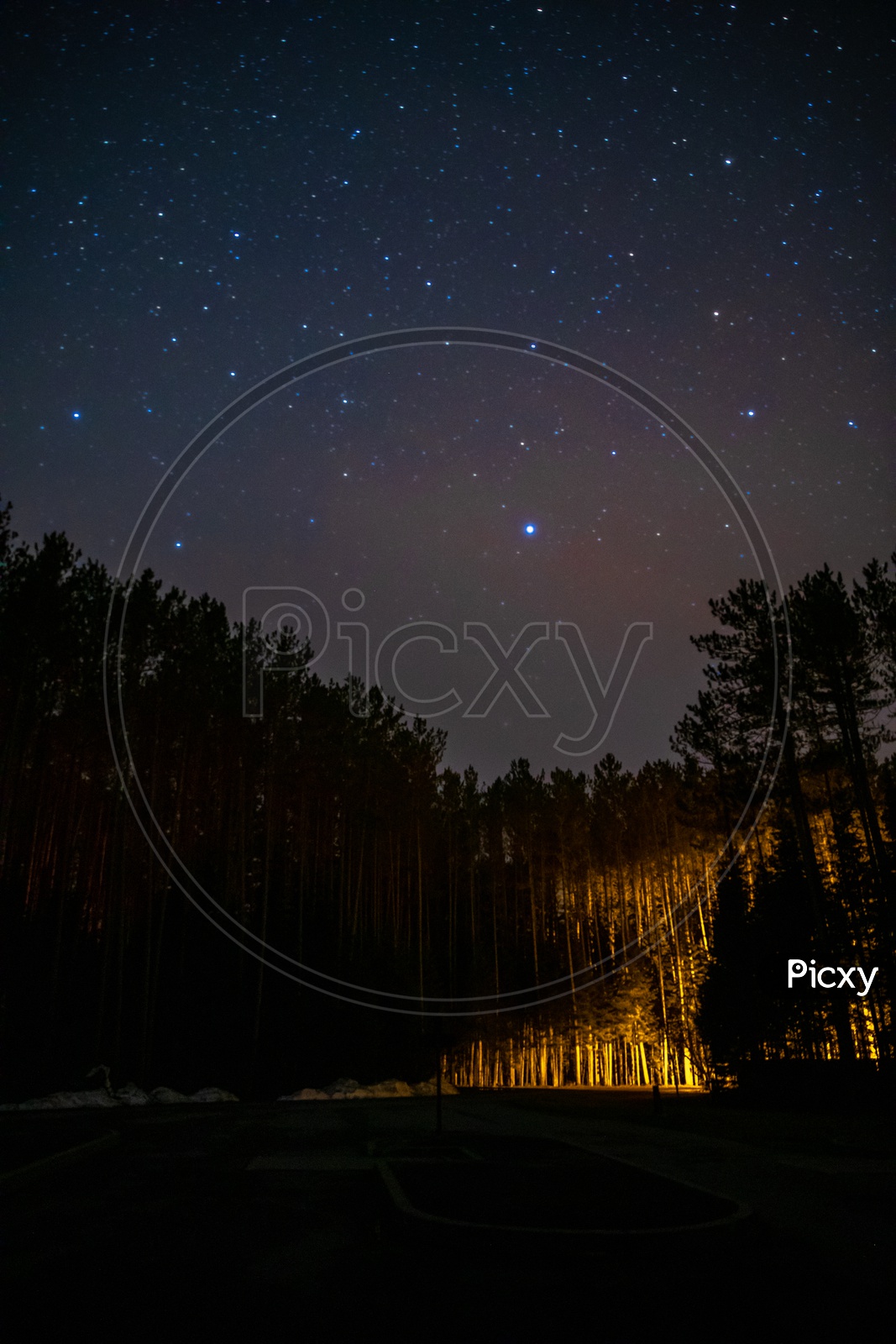 Starry sky and milky way with trees on the foreground