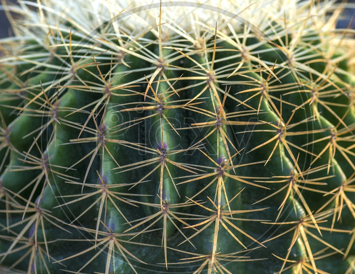 Cactus Plant With Thorns