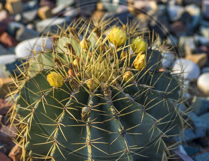 Cactus Plant With Thorns Closeup