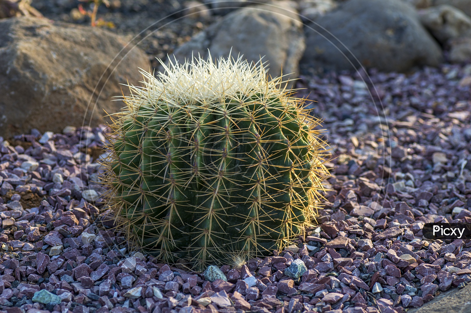 Cactus Plant With Thorns