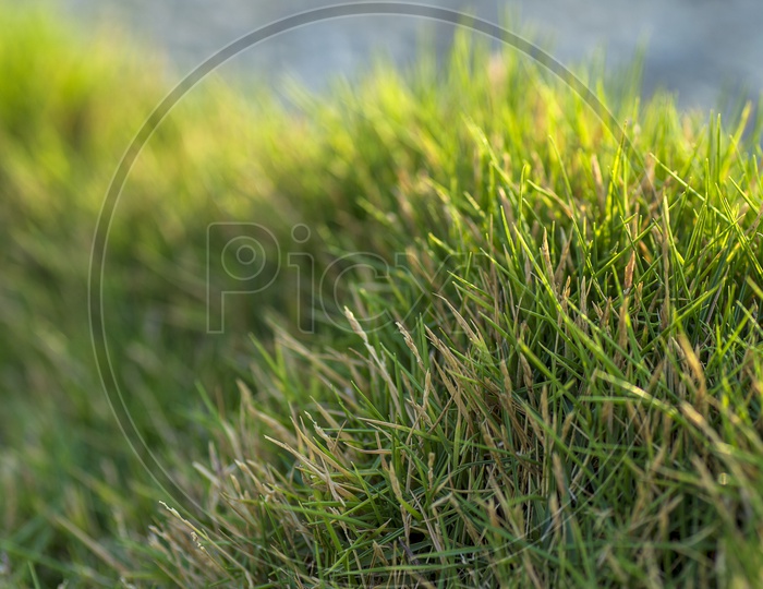 Naturally Grown Green  Garden Grass Or Lawn Grass
