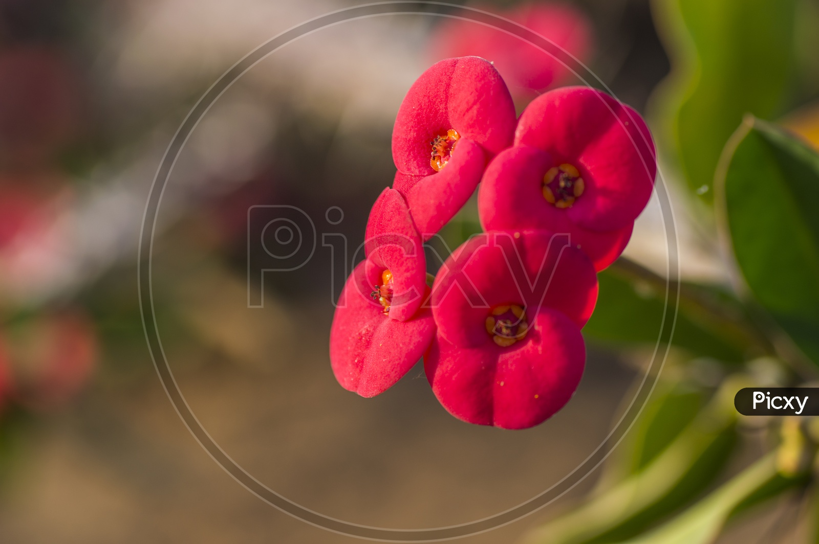 Euphorbia Milli Flower or Red Cactus Flower  Blooming In the Garden