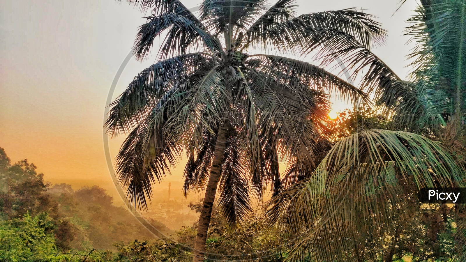Sunrays striking a coconut tree