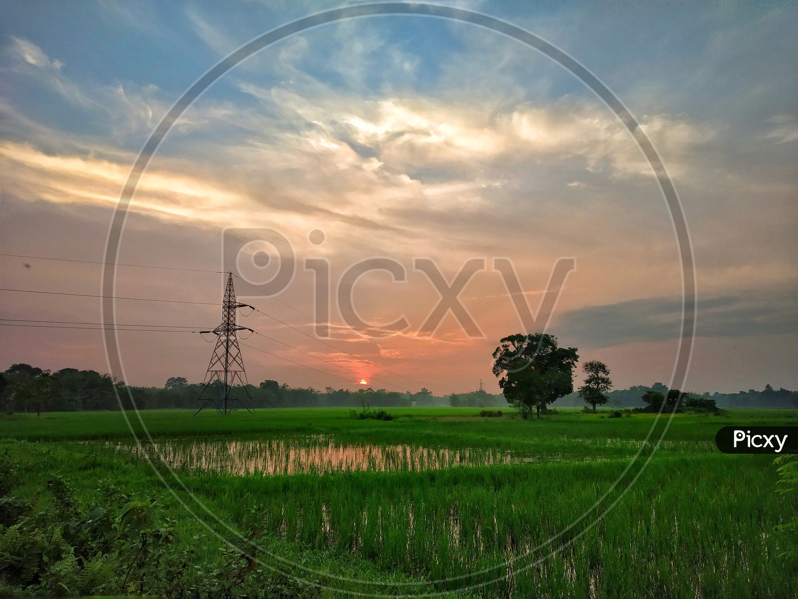 Sunset or rice field