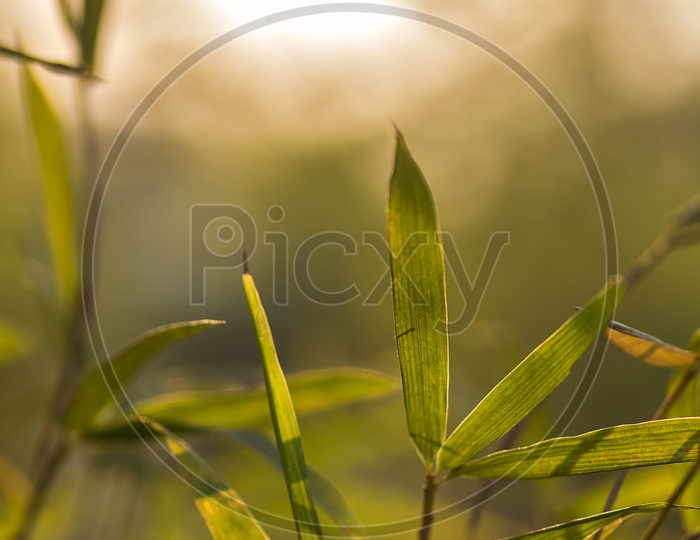 Bamboo Plants  And Leafs