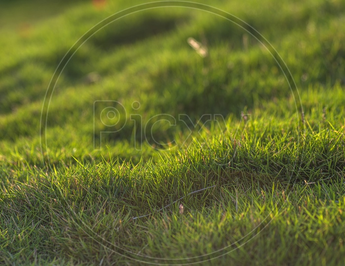 Naturally Grown Green  Garden Grass Or Lawn Grass