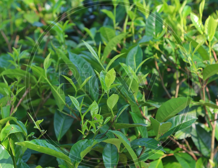 Fresh Green Tea Leaves On Tea Plants In a  Tea Plantation  in  Assam
