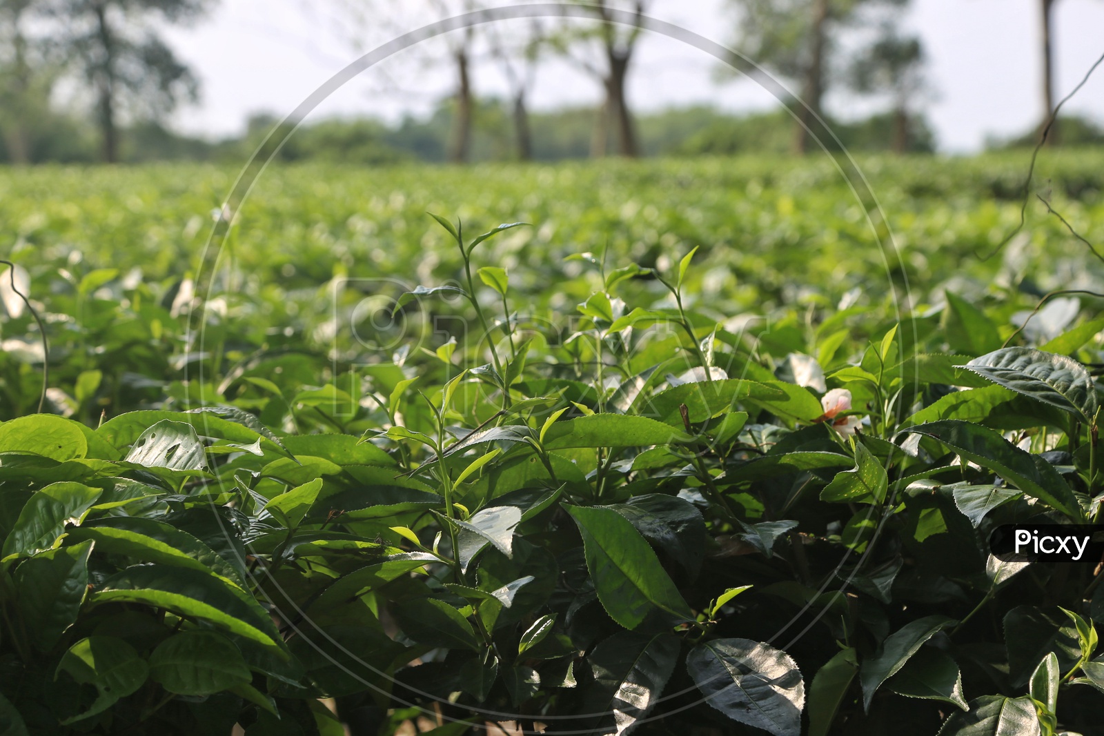 Fresh Green Tea Leafs  On Tea Plants In a Tea Plantation