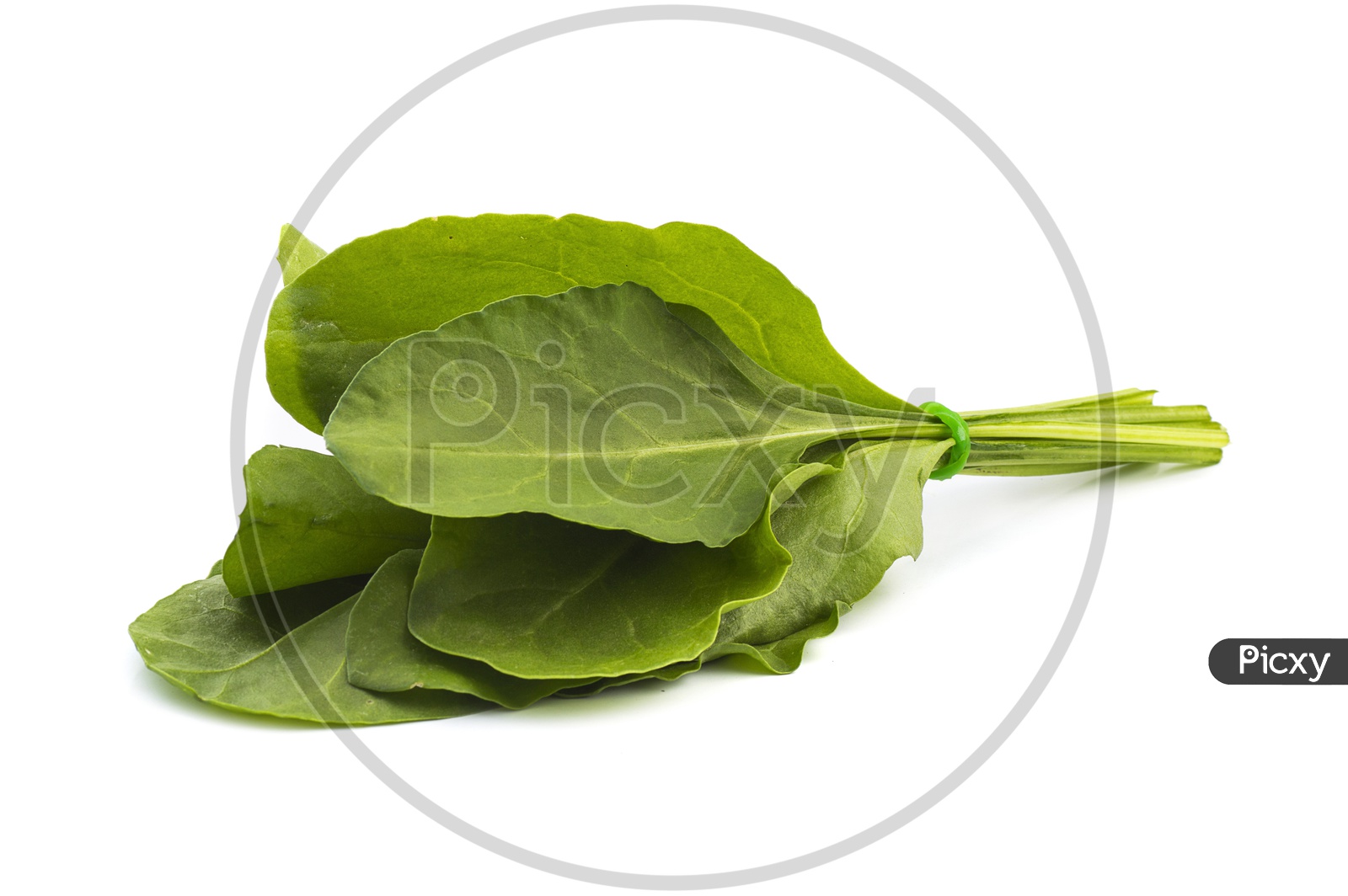 Fresh Green Spinach Leaves Bundle On an Isolated White Background