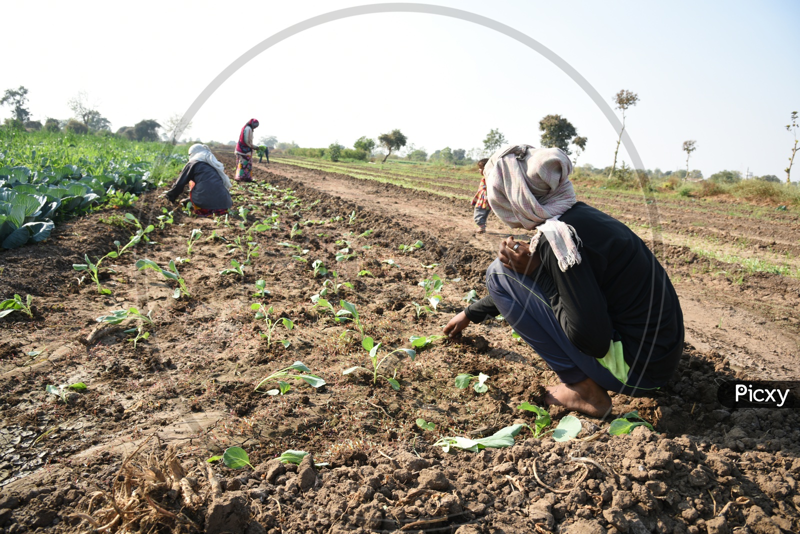 Indian Farm Workers Planting The Cabbage Plants  in A Agricultural Farm With Bunch  of plants In Hand