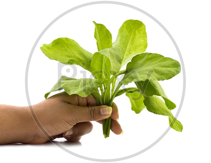 Fresh Green Spinach Leaves Bundle Holding In an Hand   On an Isolated White Background