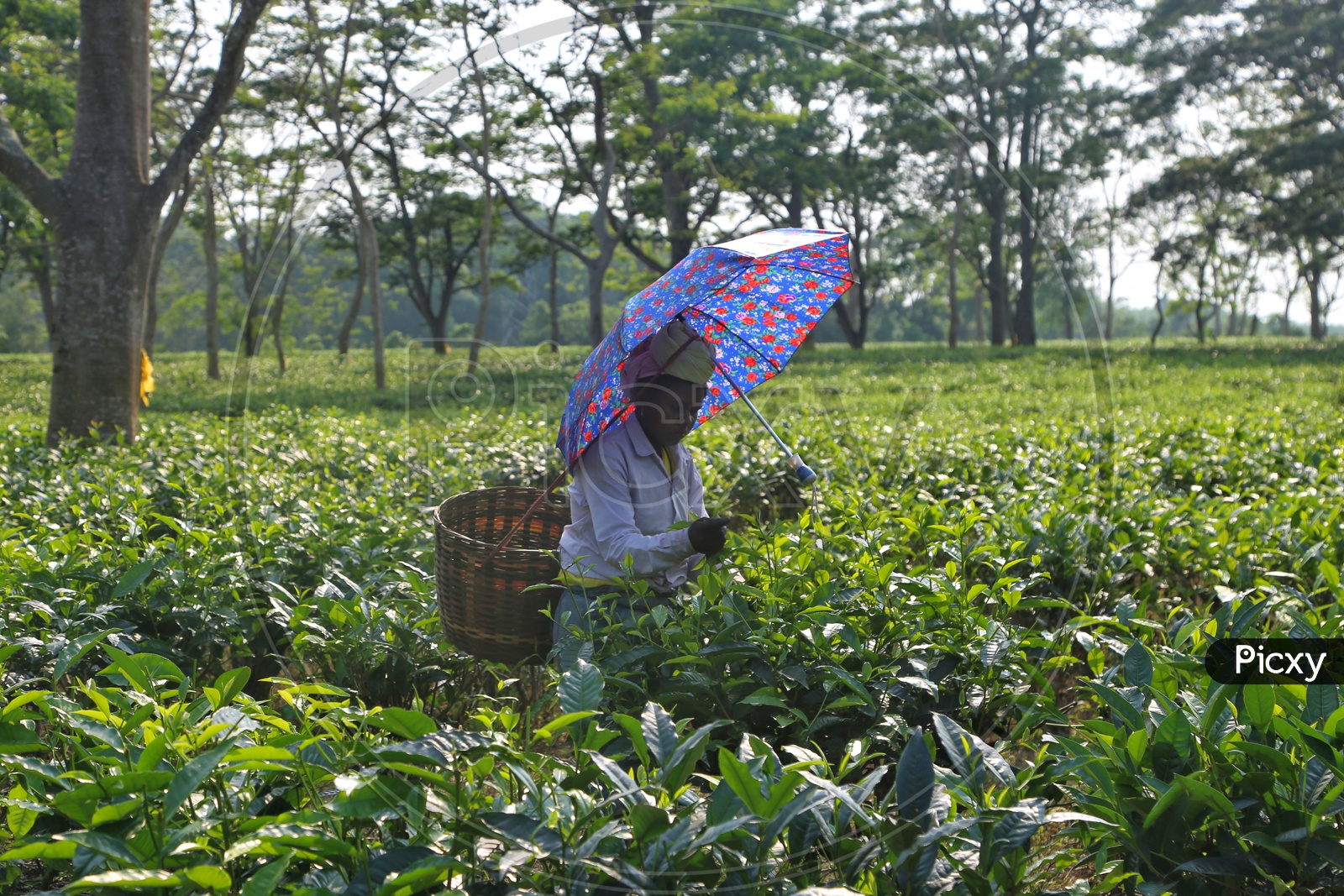 Image of Woman Workers Plucking The Fresh Green Tea Leafs From Tea ...